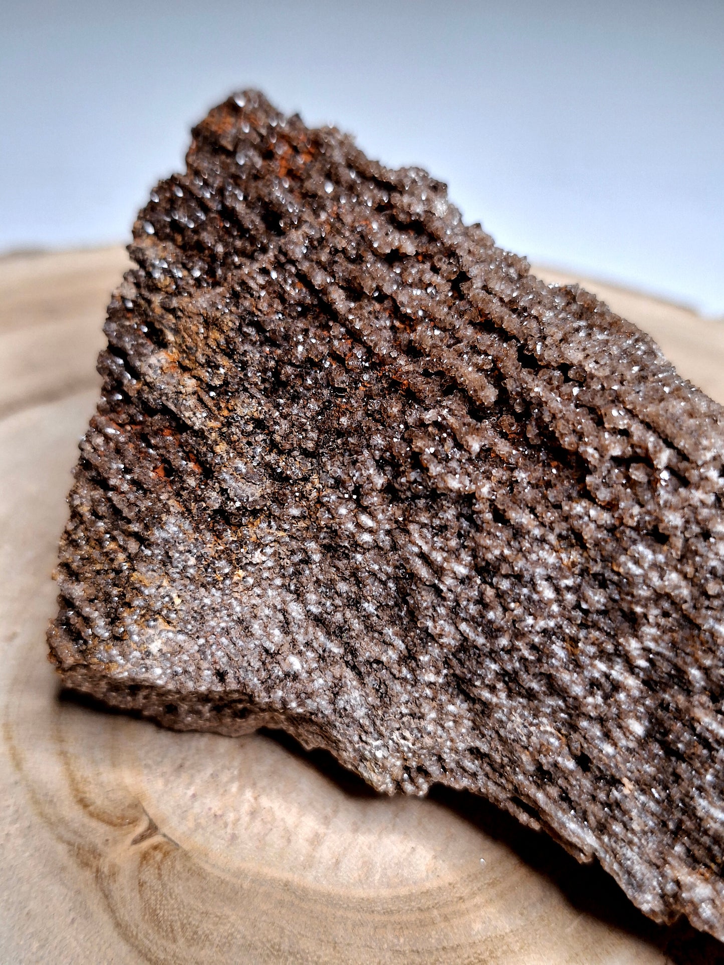 NOUVEAU - Forme brute en bois pétrifié