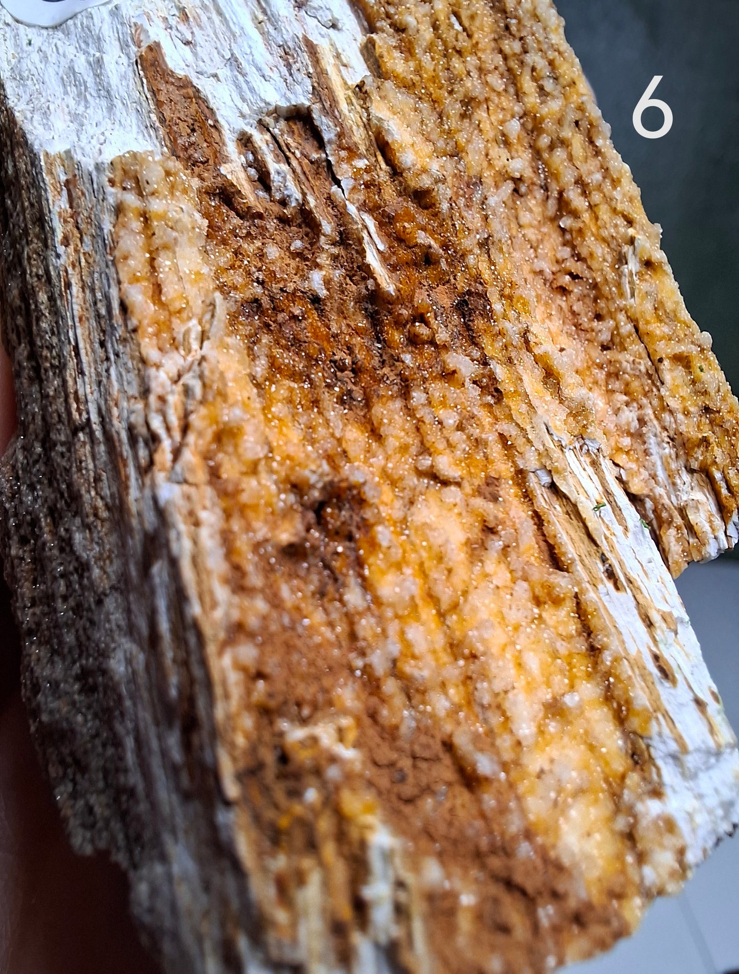 NOUVEAU - Pierre brute en bois pétrifié