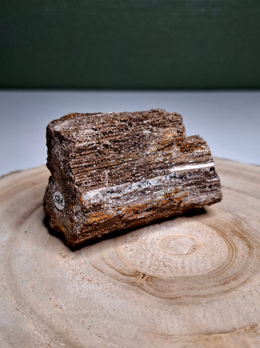 NOUVEAU - Forme brute en bois pétrifié