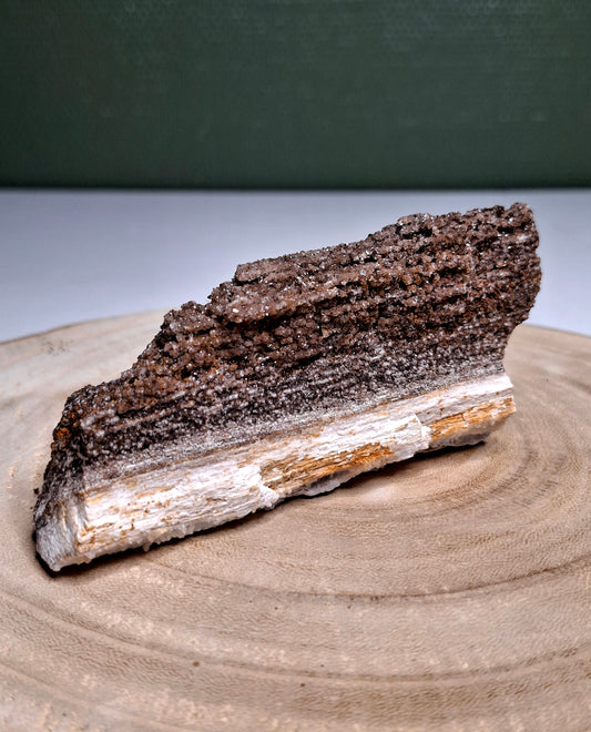 NOUVEAU - Forme brute en bois pétrifié